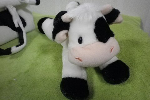 モーちゃん探検隊 : 鞄入り牛 Mooty