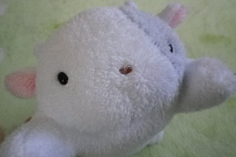 モーちゃん探検隊 : フリッカ『モーちゃん』ぬくまろ4頭見参！