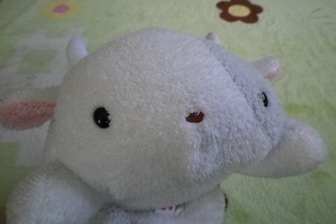 モーちゃん探検隊 : フリッカ『モーちゃん』ぬくまろ4頭見参！