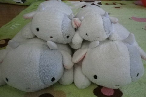 モーちゃん探検隊 : フリッカ『モーちゃん』ぬくまろ4頭見参！
